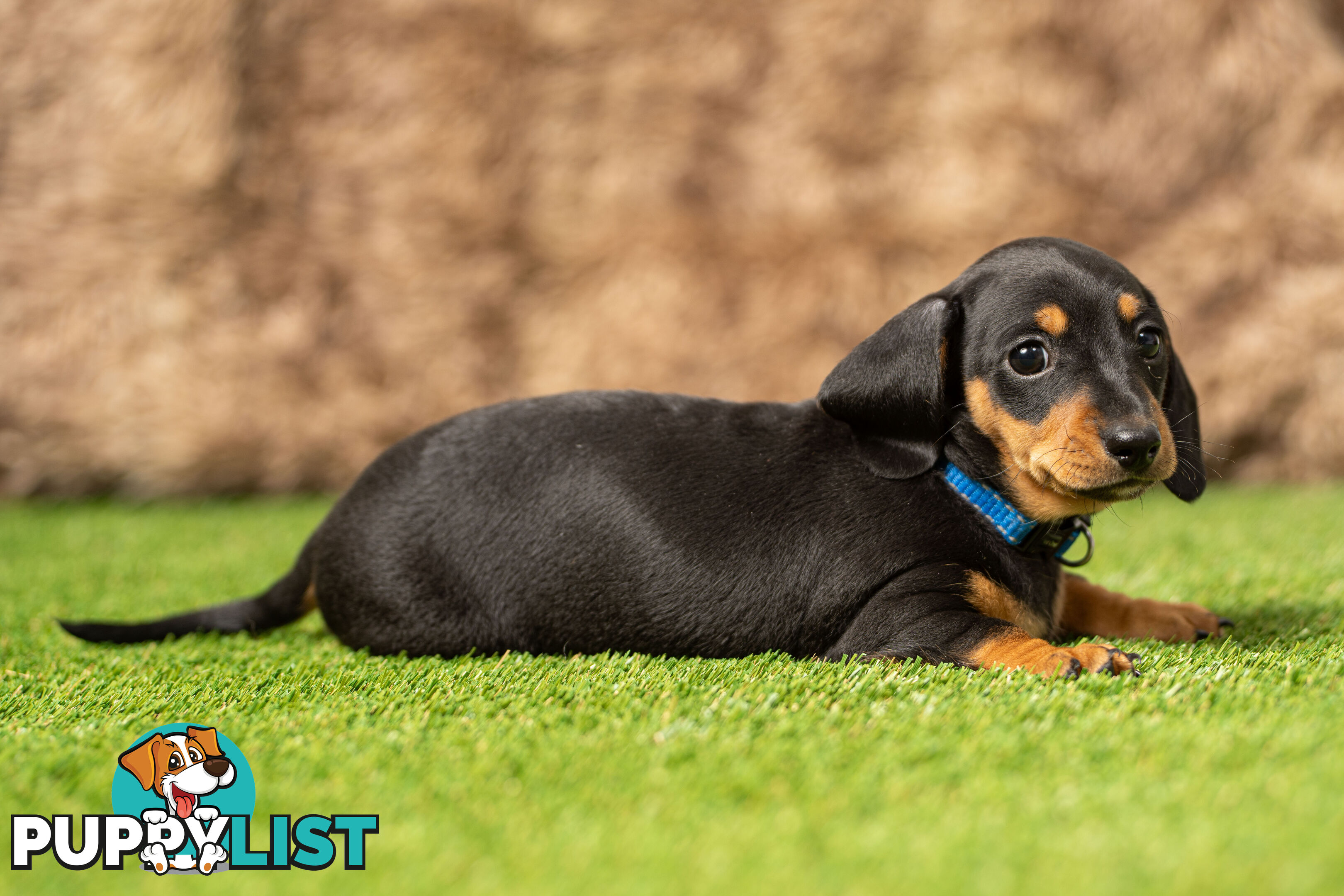 Purebred Miniature Dachshund Puppies