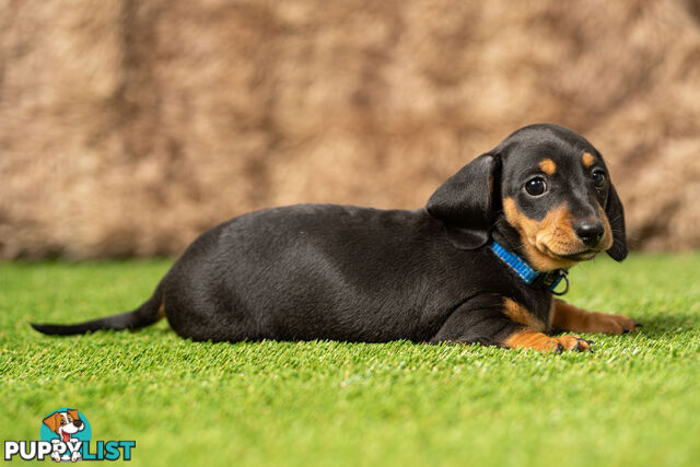 Purebred Miniature Dachshund Puppies