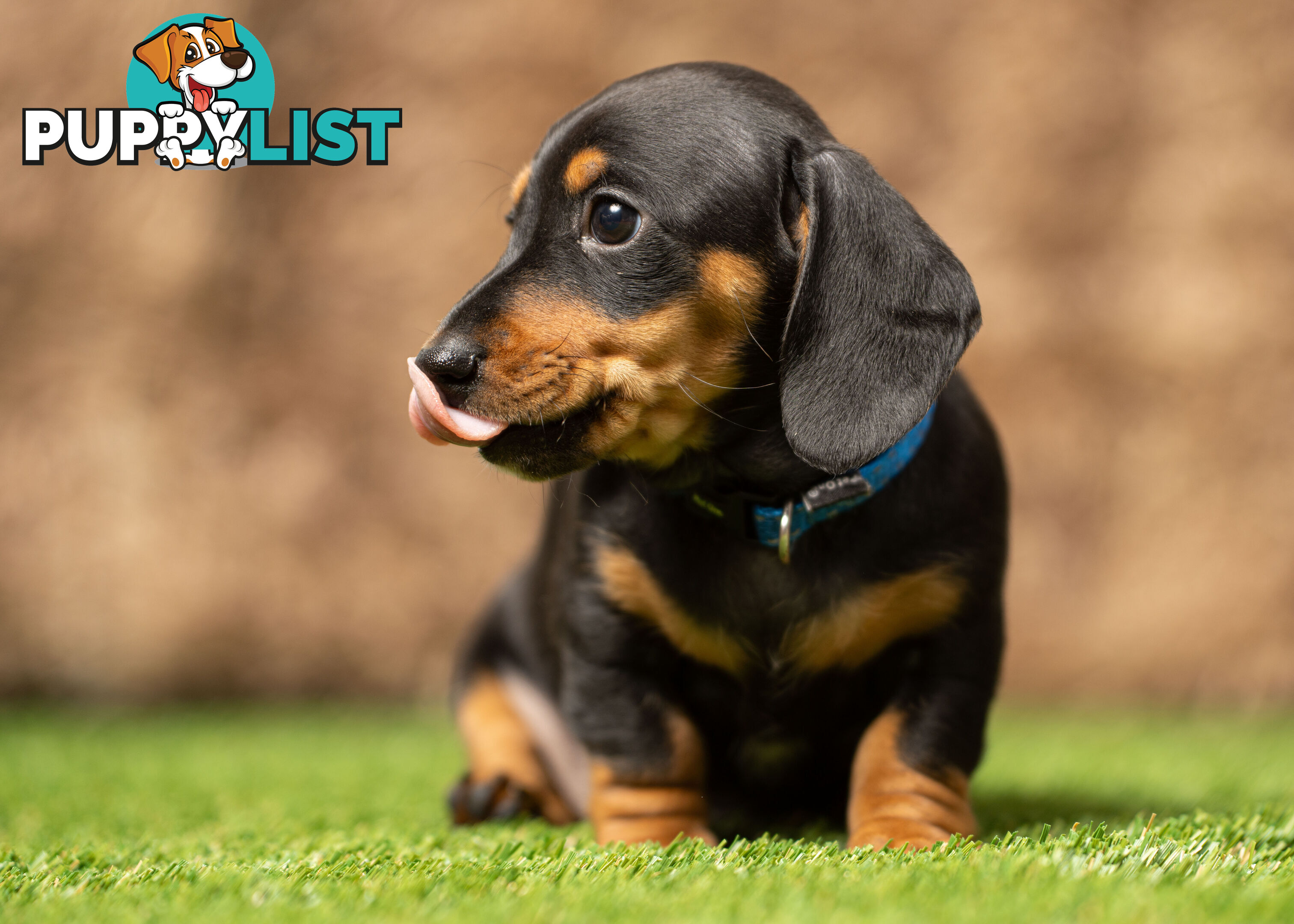 Purebred Miniature Dachshund Puppies