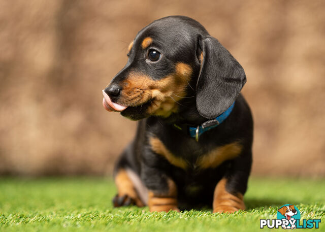 Purebred Miniature Dachshund Puppies