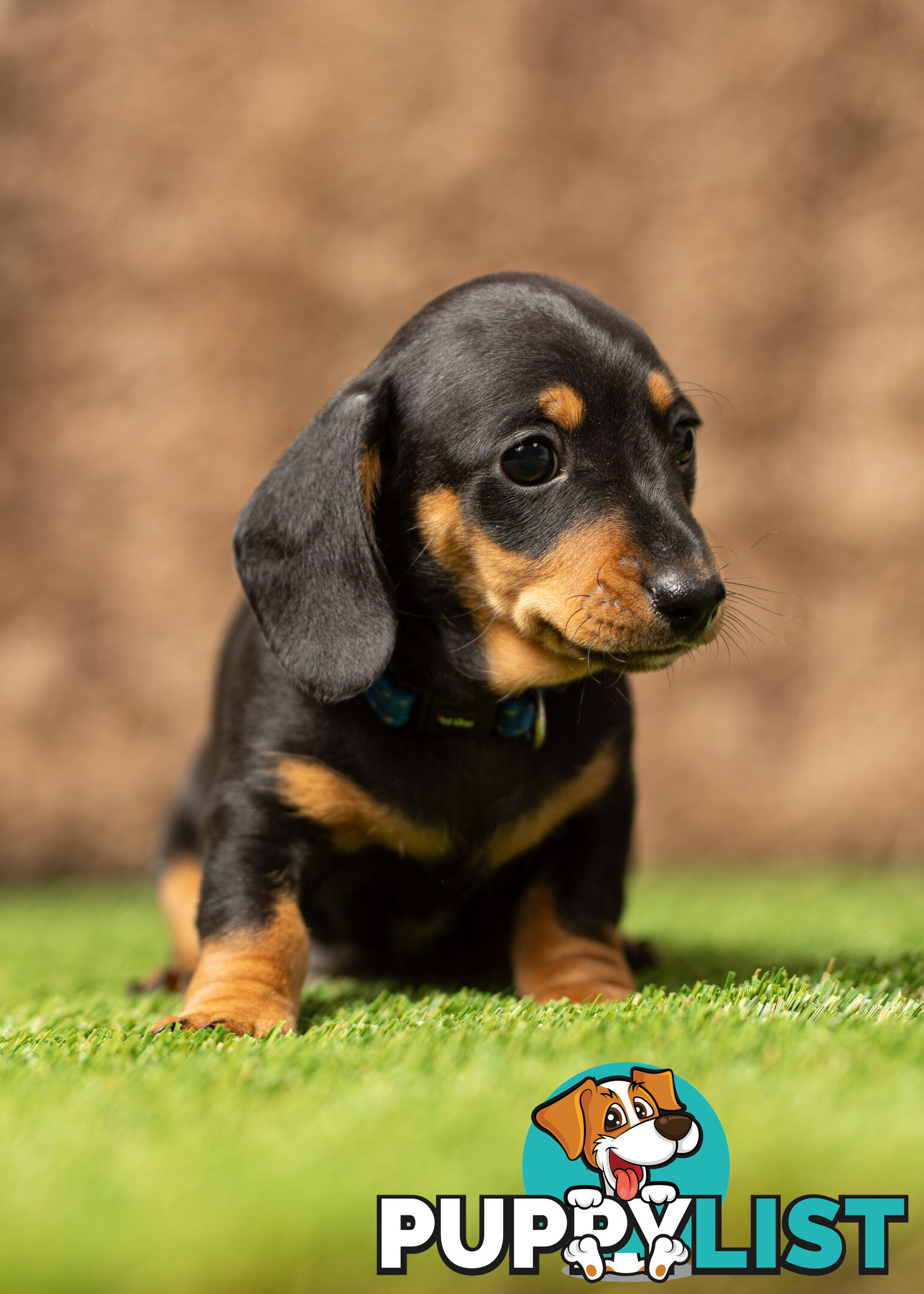 Purebred Miniature Dachshund Puppies