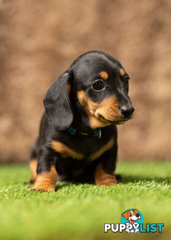 Purebred Miniature Dachshund Puppies