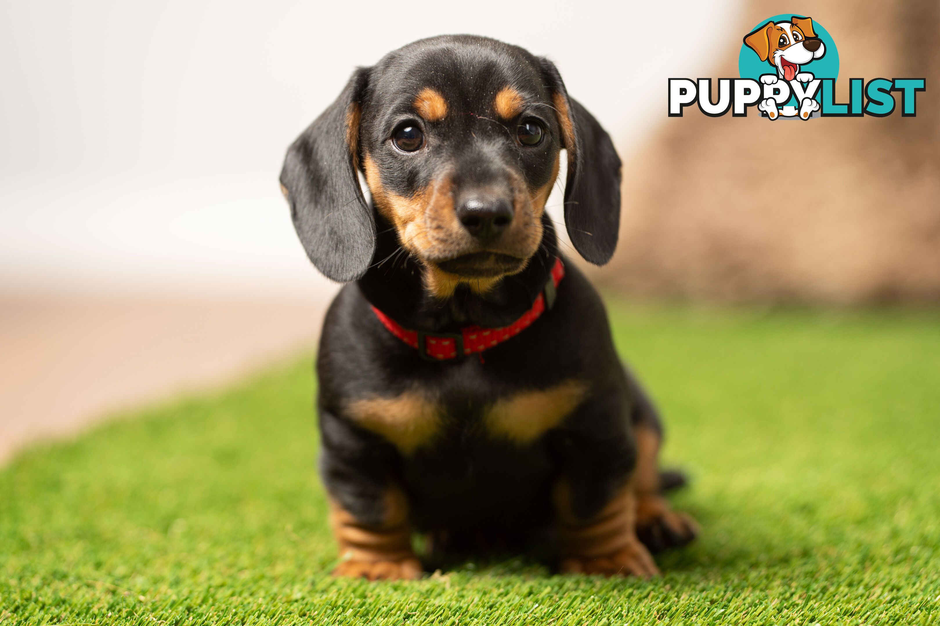 Purebred Miniature Dachshund Puppies