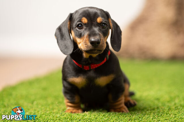 Purebred Miniature Dachshund Puppies