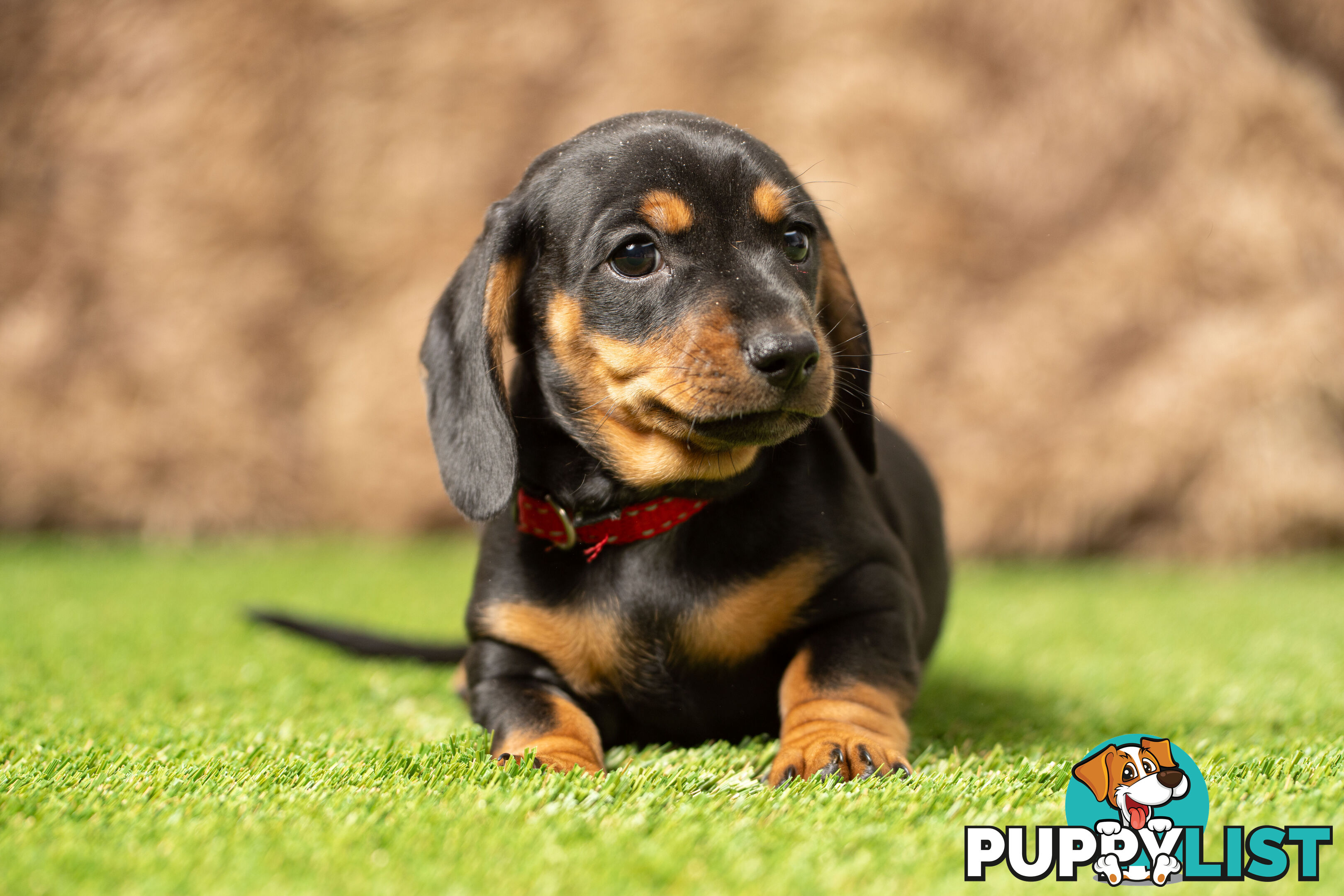 Purebred Miniature Dachshund Puppies