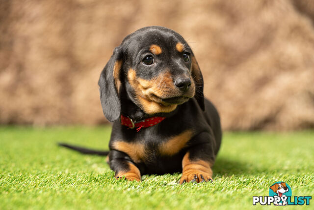 Purebred Miniature Dachshund Puppies