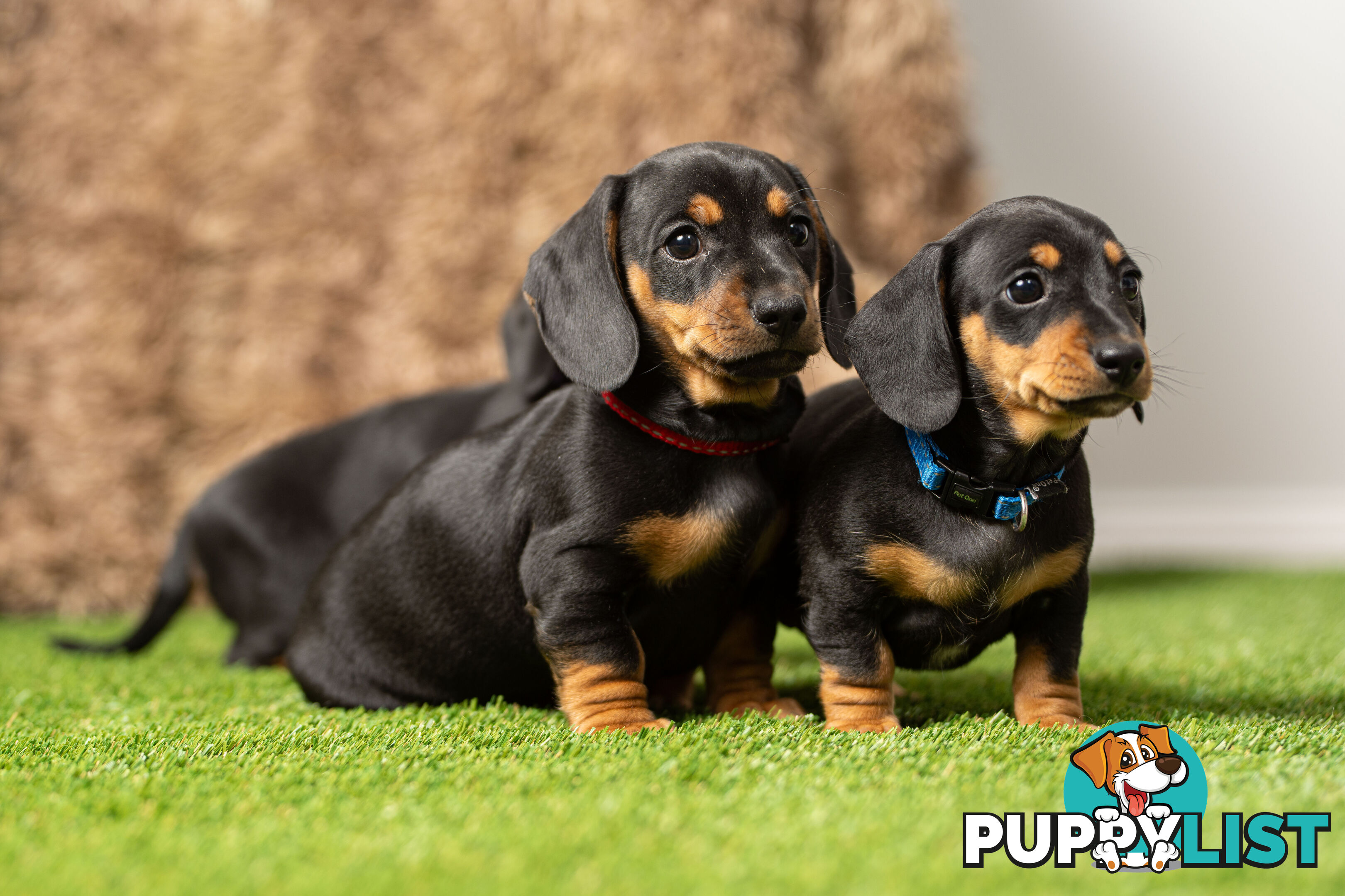 Purebred Miniature Dachshund Puppies