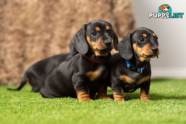 Purebred Miniature Dachshund Puppies