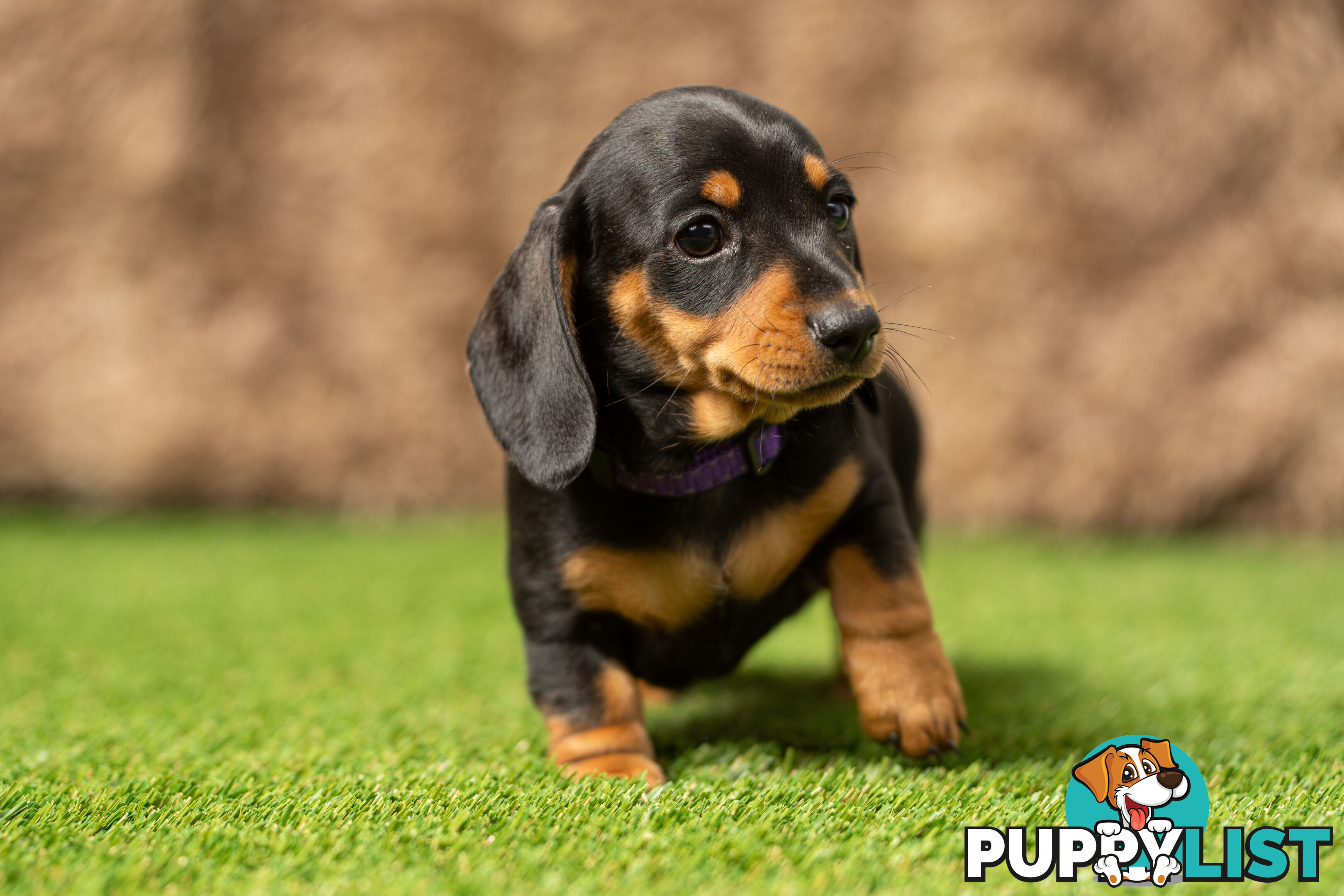 Purebred Miniature Dachshund Puppies