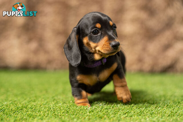 Purebred Miniature Dachshund Puppies