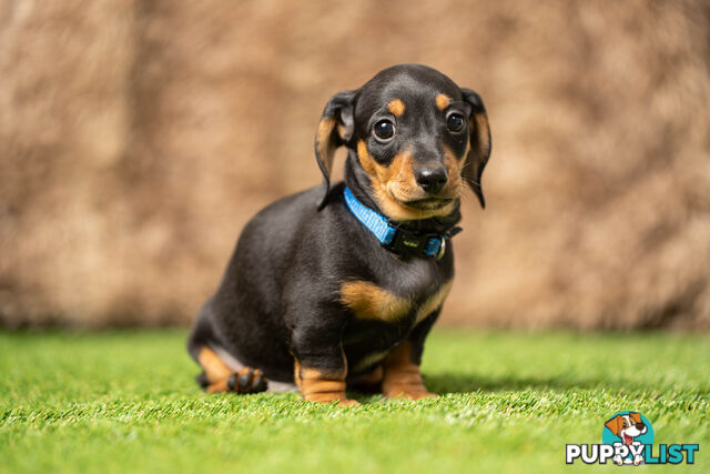 Purebred Miniature Dachshund Puppies