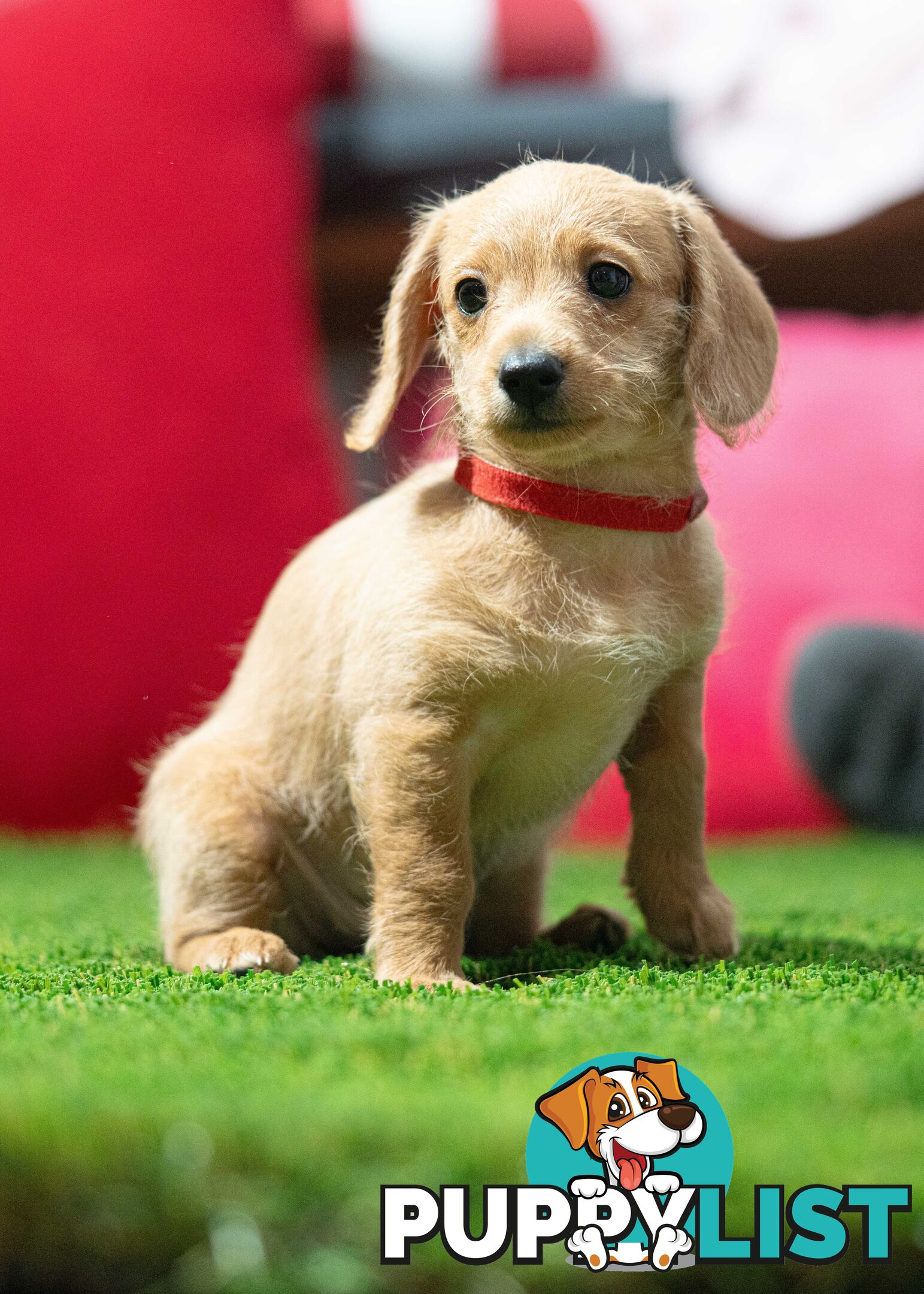 Toy Poodle cross Miniature Dachshund (Doxiepoos) *Rare