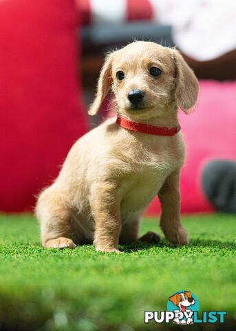 Toy Poodle cross Miniature Dachshund (Doxiepoos) *Rare