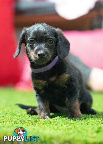 Toy Poodle cross Miniature Dachshund (Doxiepoos) *Rare