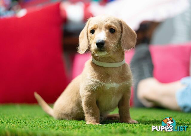 Toy Poodle cross Miniature Dachshund (Doxiepoos) *Rare