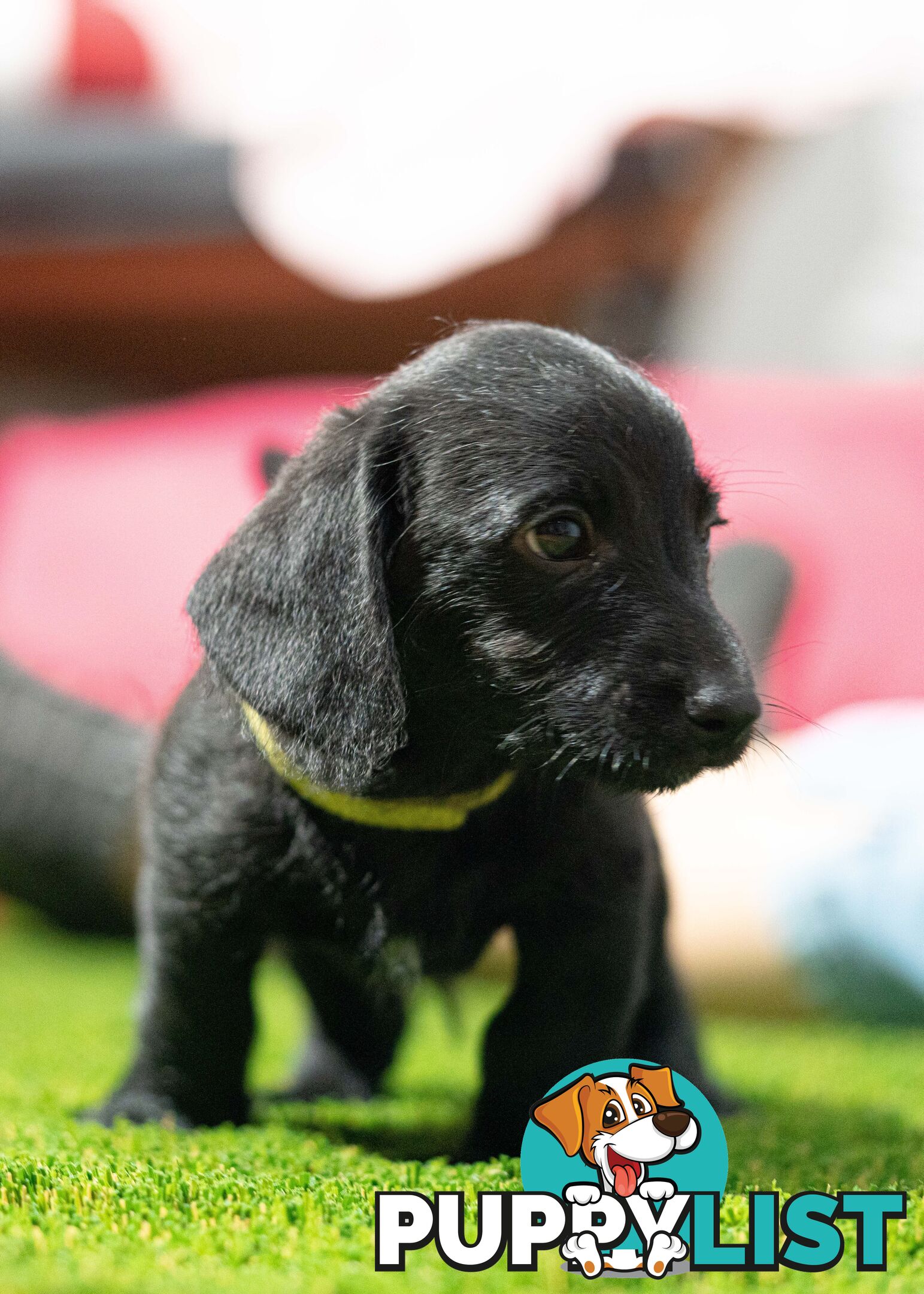 Toy Poodle cross Miniature Dachshund (Doxiepoos) *Rare