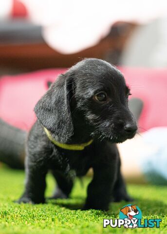 Toy Poodle cross Miniature Dachshund (Doxiepoos) *Rare