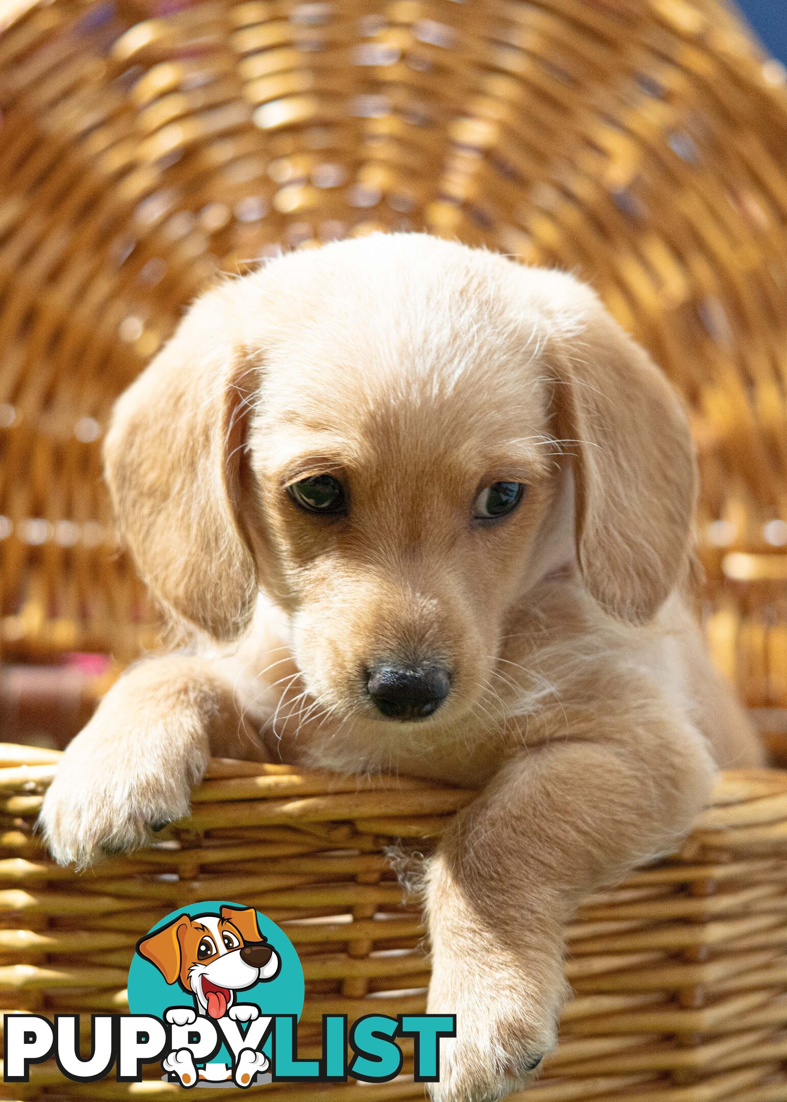 Toy Poodle cross Miniature Dachshund (Doxiepoos) *Rare