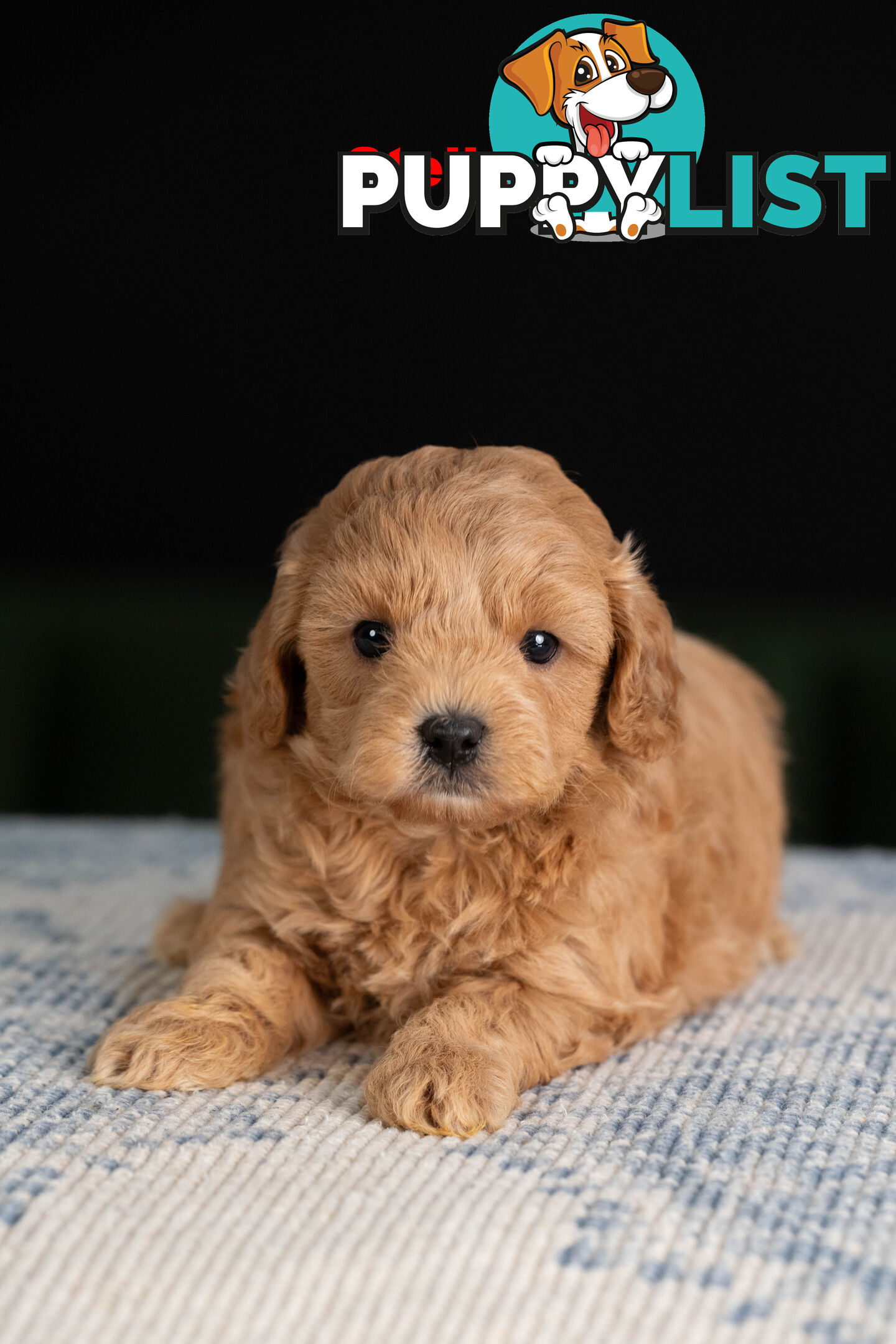 Toy Cavoodle