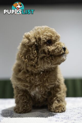 Toy Cavoodle