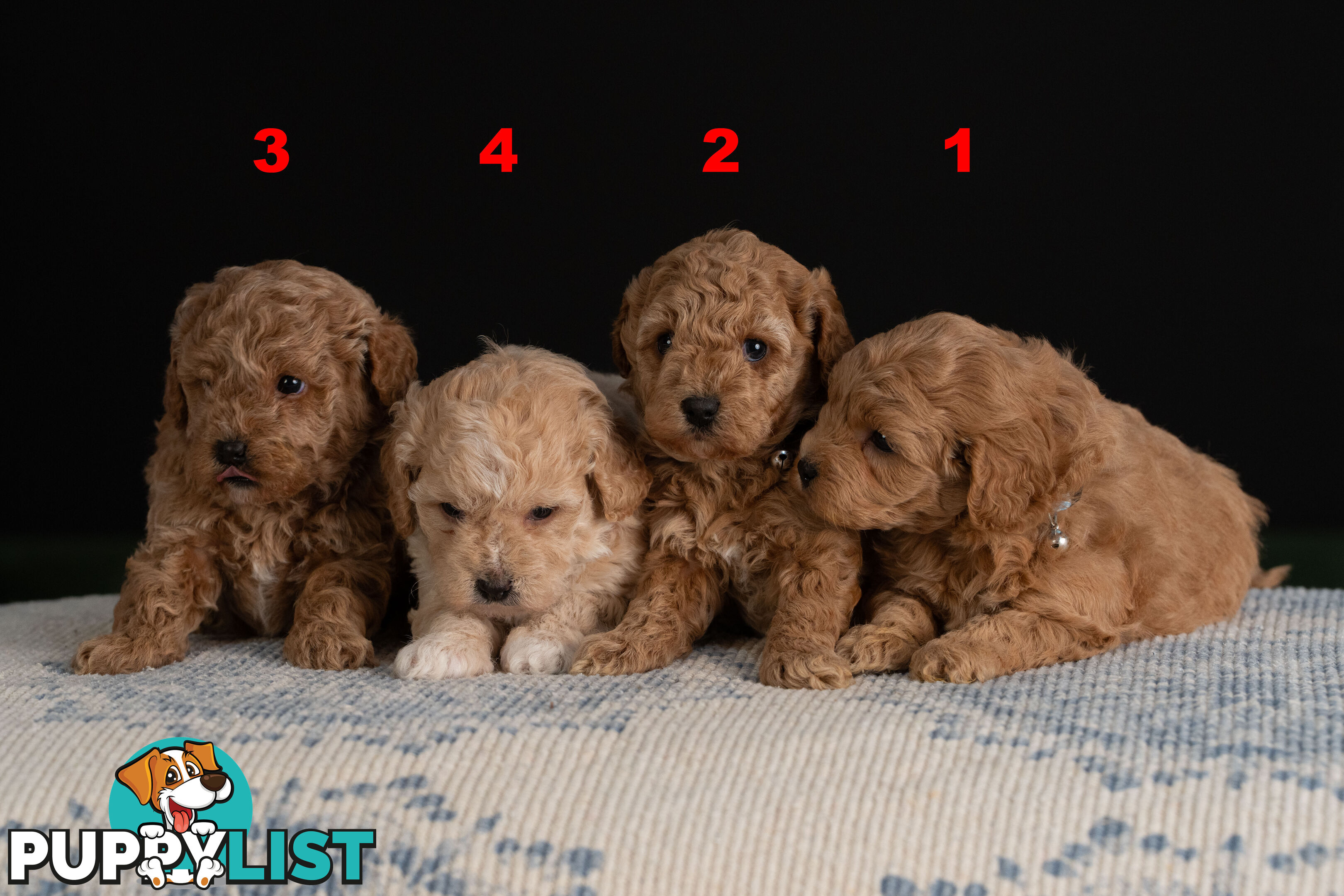 Toy Cavoodle