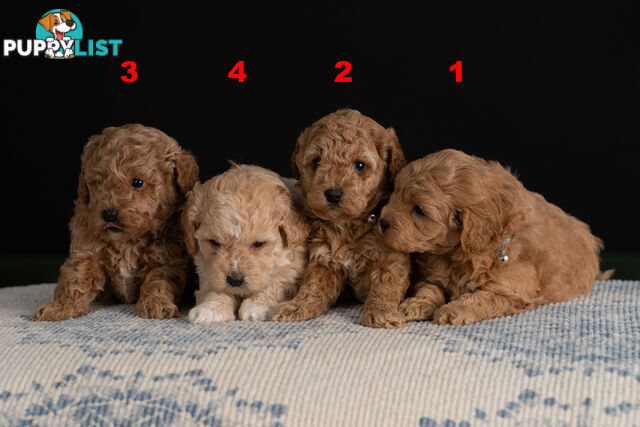Toy Cavoodle