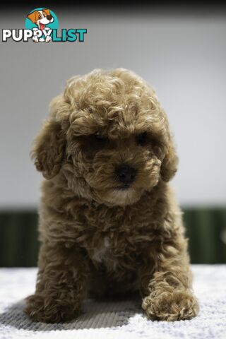 Toy Cavoodle