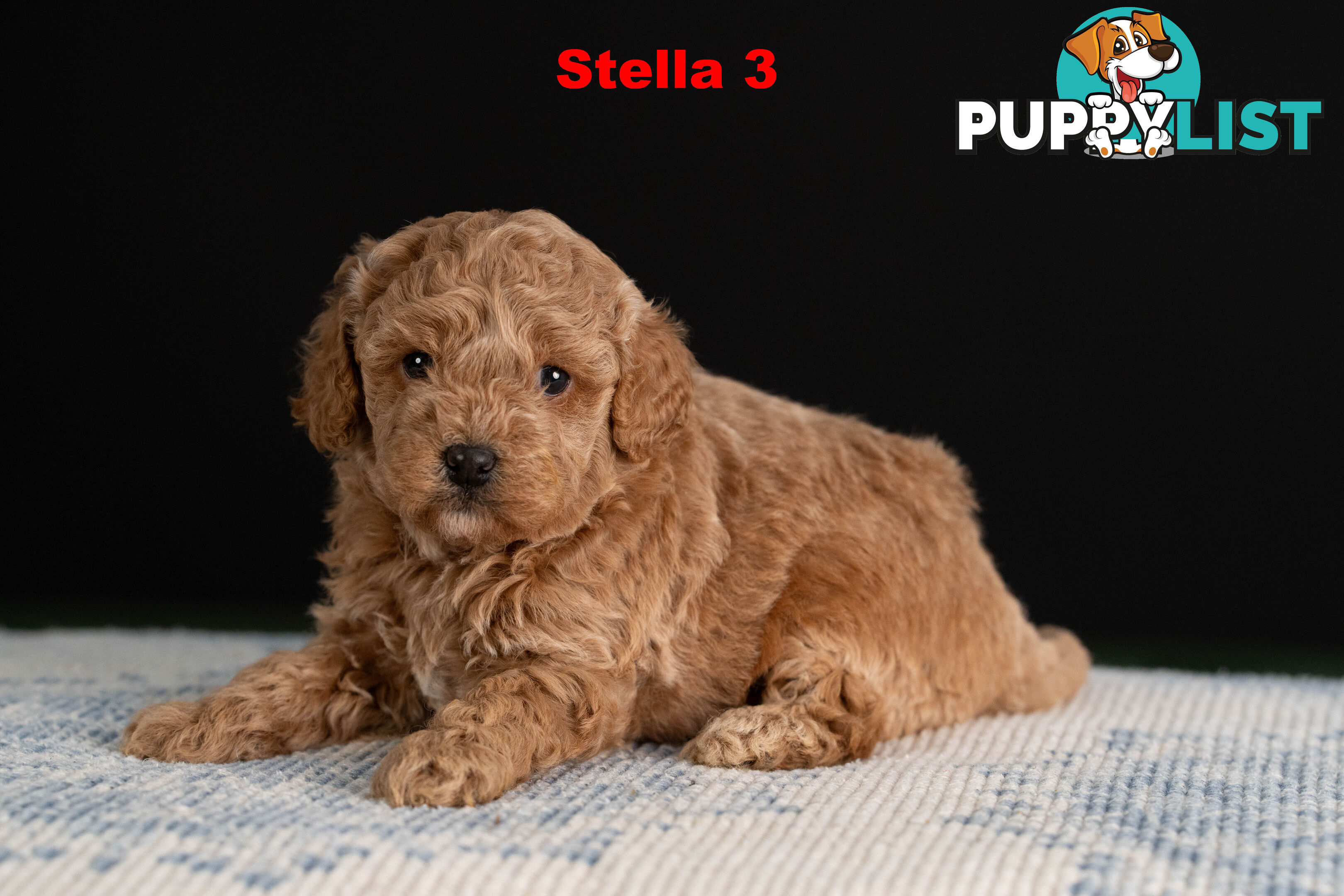 Toy Cavoodle
