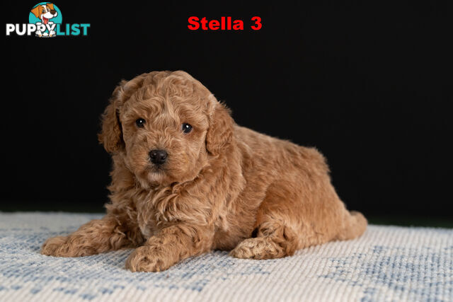 Toy Cavoodle