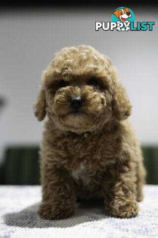 Toy Cavoodle