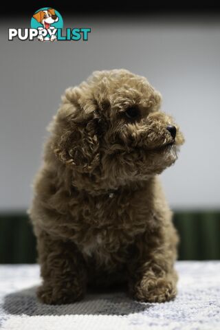Toy Cavoodle
