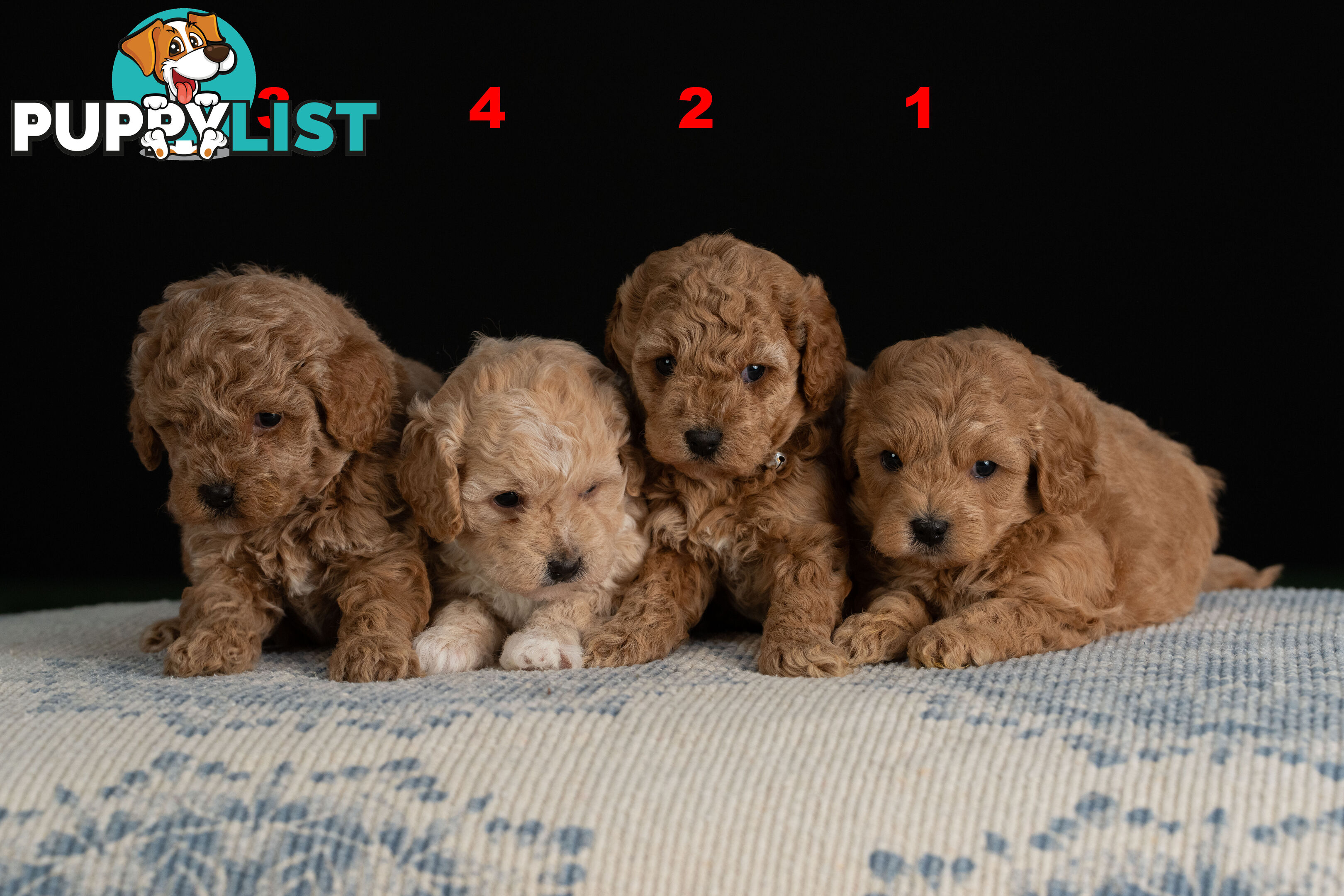 Toy Cavoodle