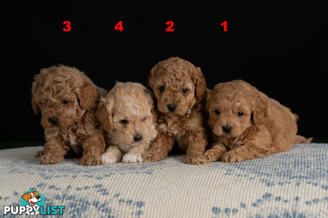 Toy Cavoodle