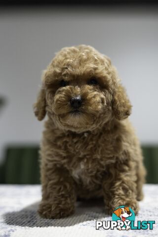 Toy Cavoodle