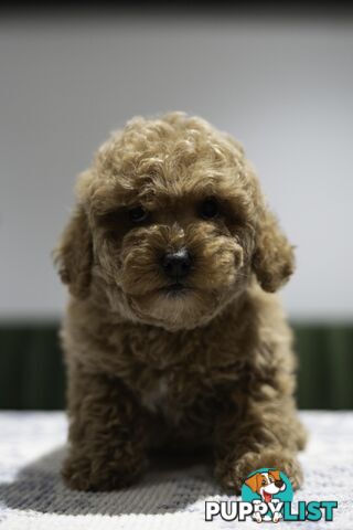 Toy Cavoodle