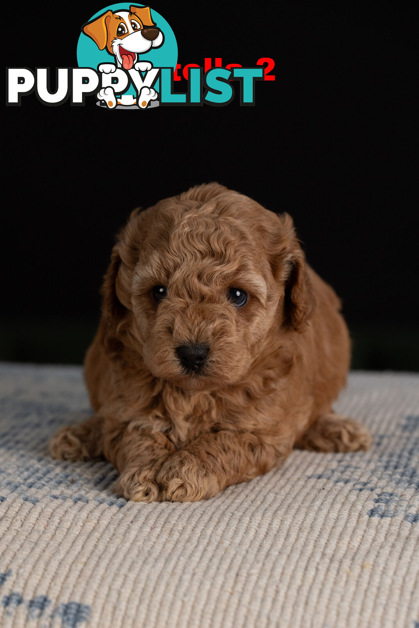 Toy Cavoodle