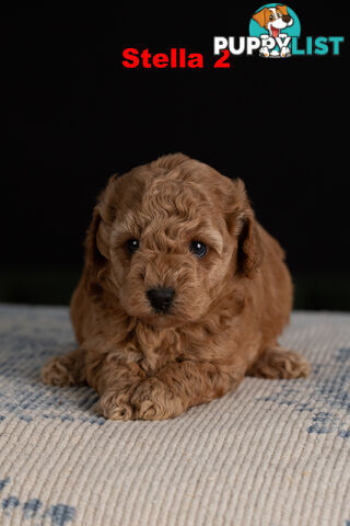 Toy Cavoodle