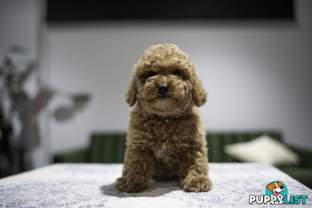 Toy Cavoodle