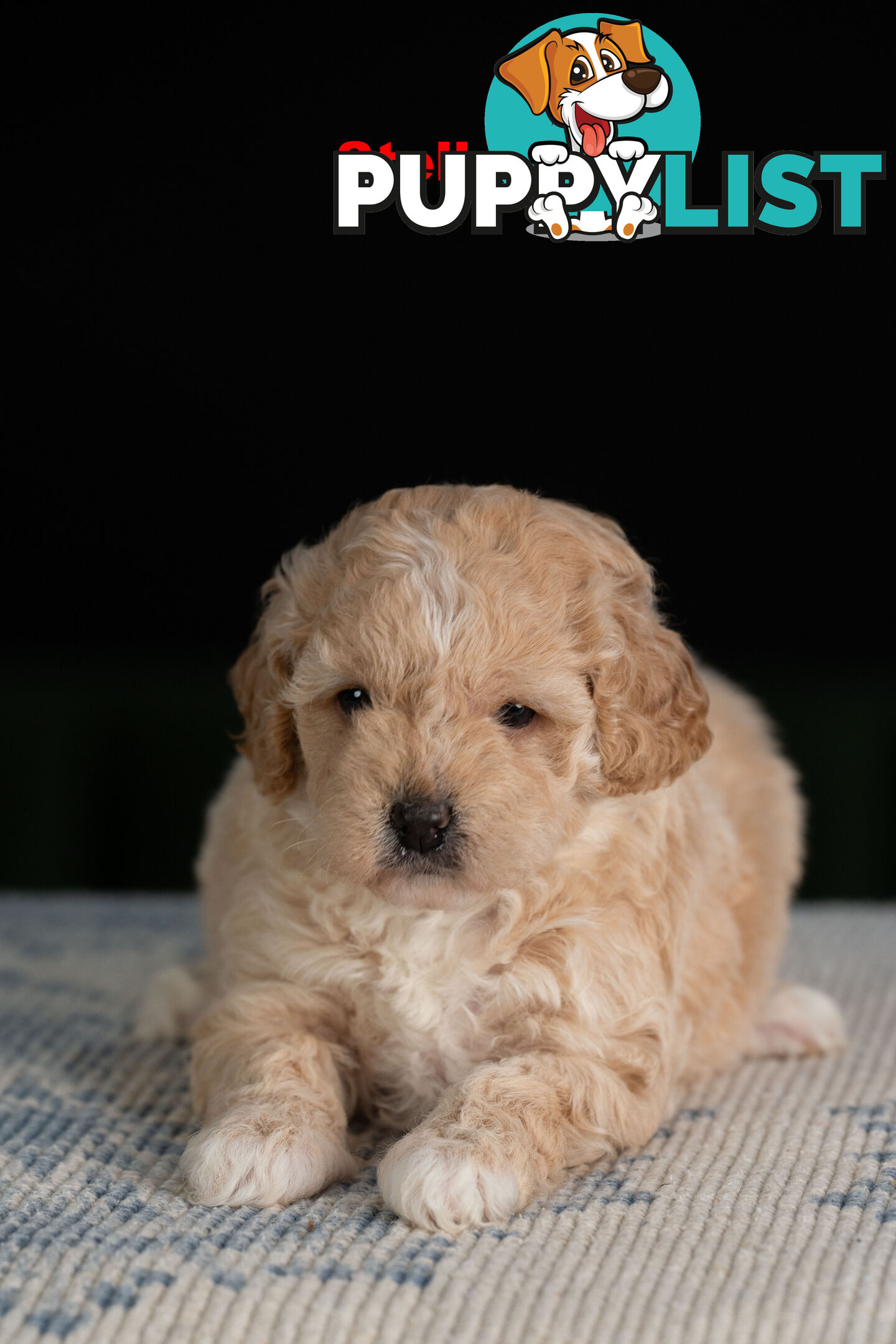 Toy Cavoodle