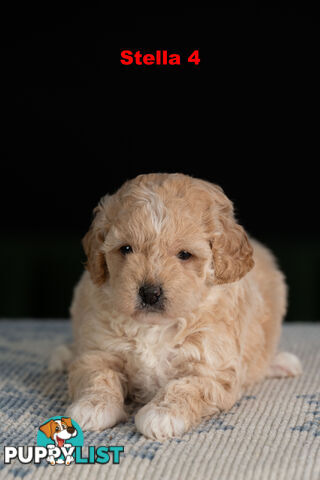 Toy Cavoodle