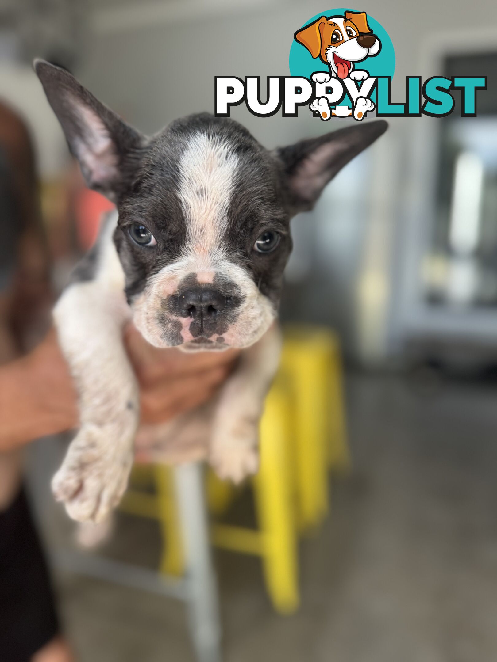 Purebred Male French Bulldog