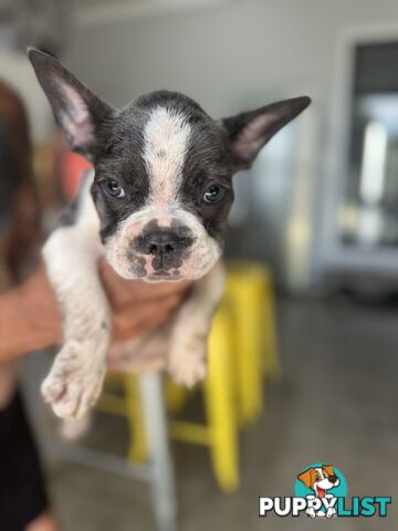 Purebred Male French Bulldog