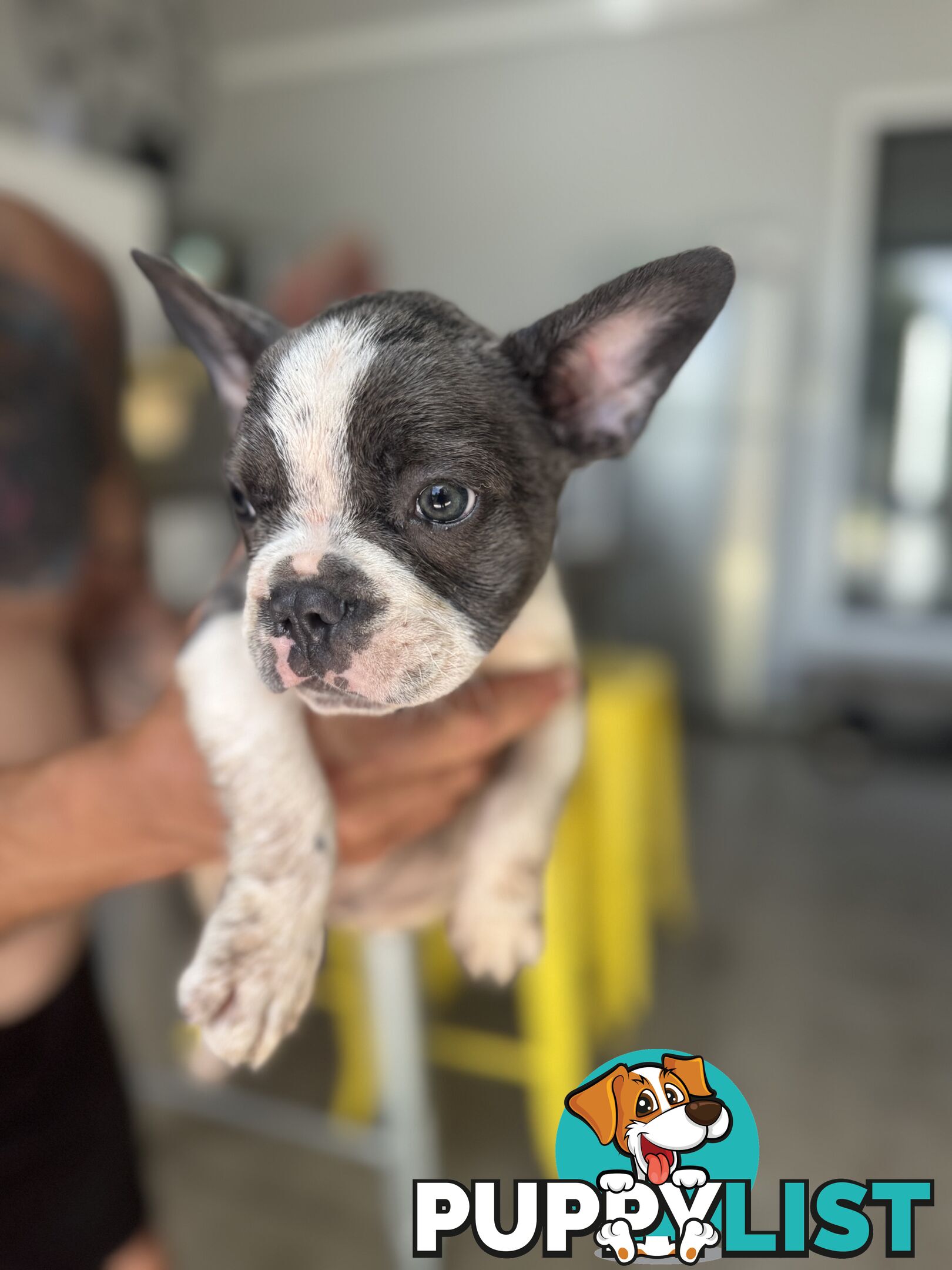 Purebred Male French Bulldog