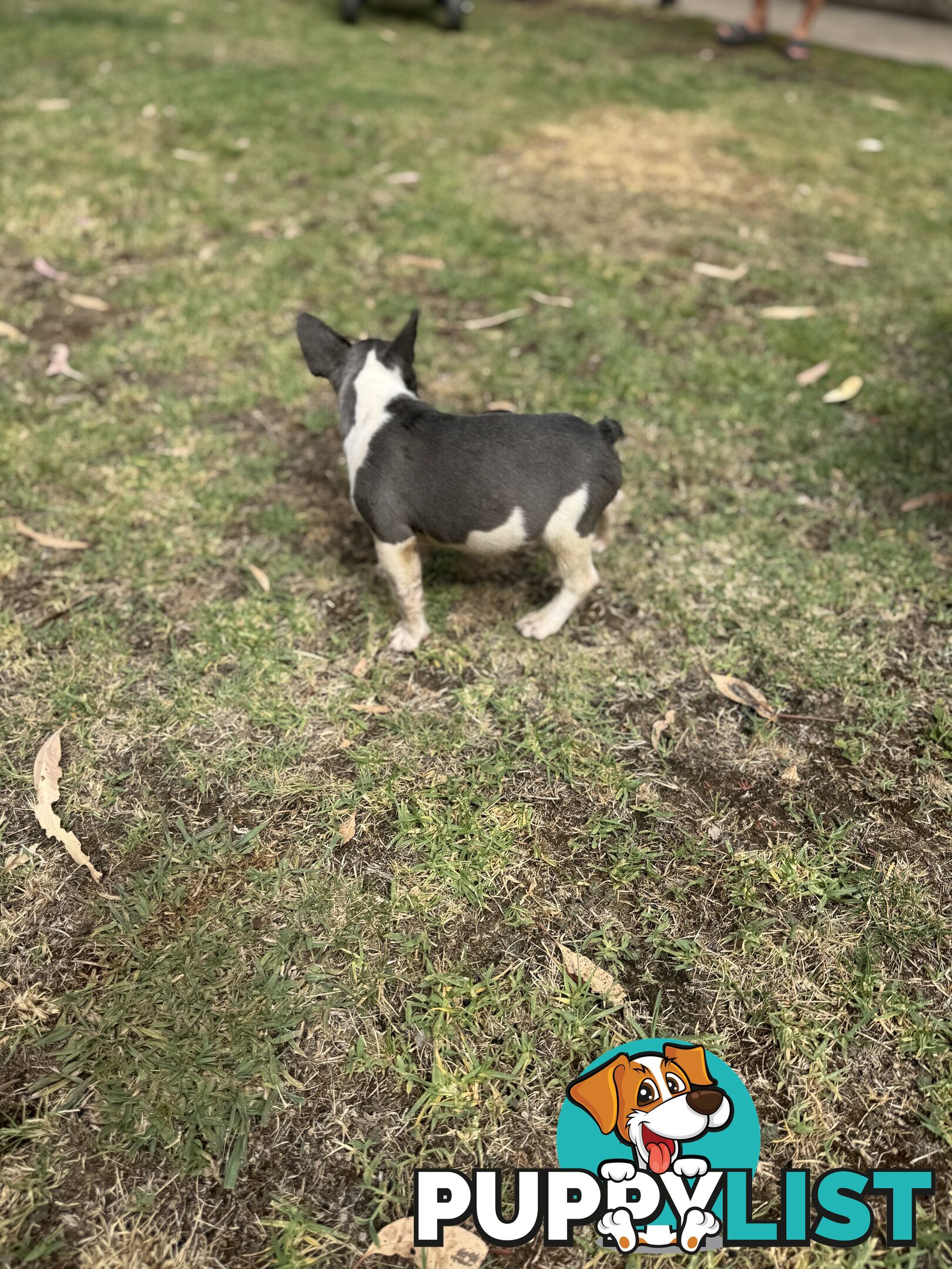 Purebred Male French Bulldog