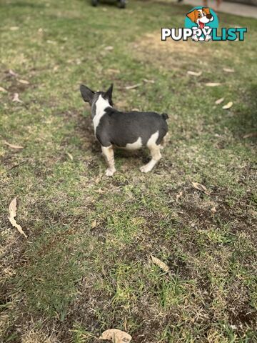 Purebred Male French Bulldog