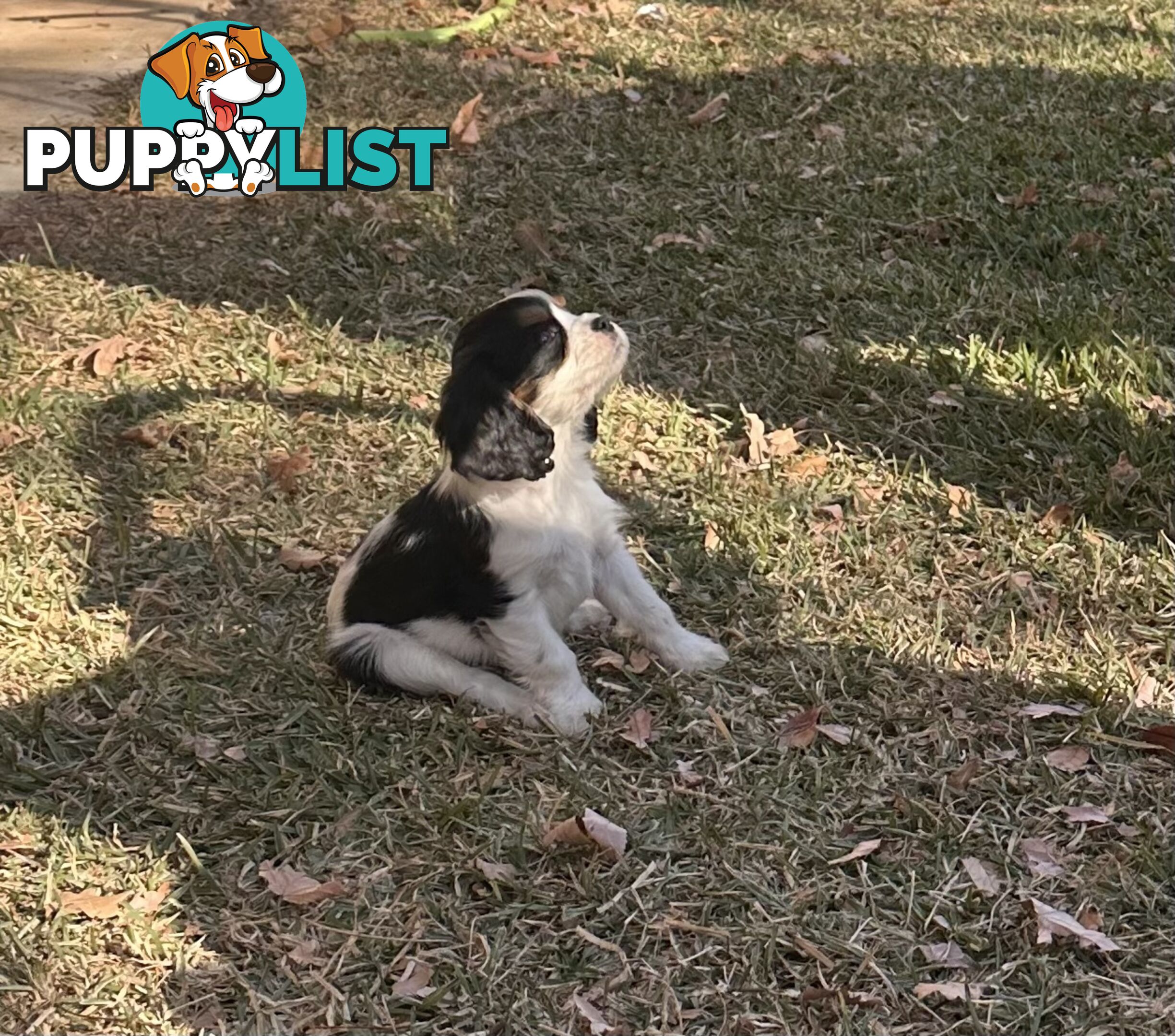 DNA Clear cavalier King Charles saniel