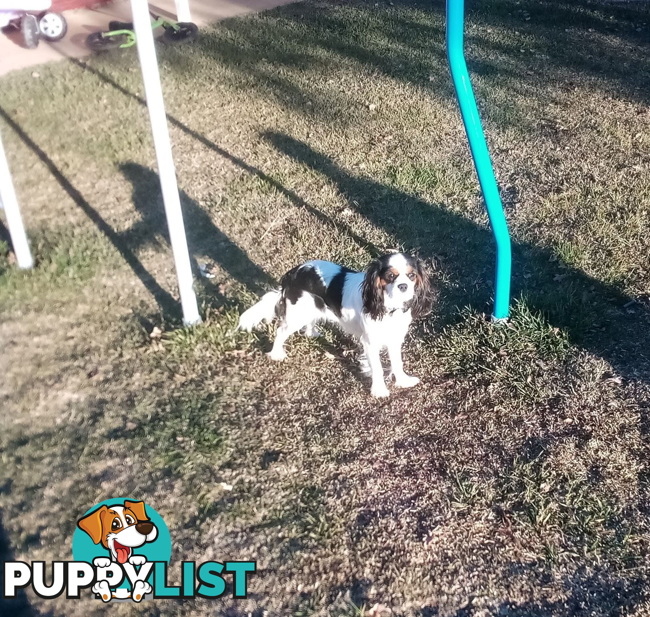 DNA Clear cavalier King Charles saniel