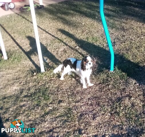 DNA Clear cavalier King Charles saniel