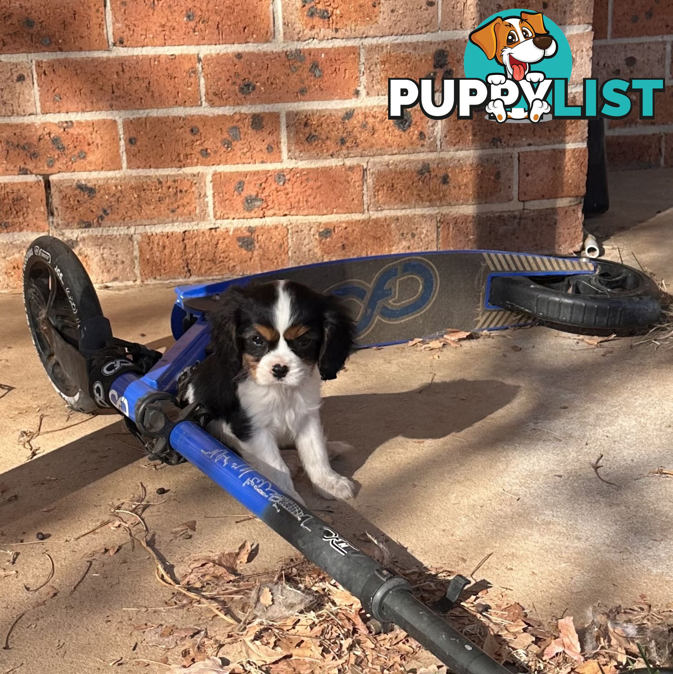 DNA Clear cavalier King Charles saniel