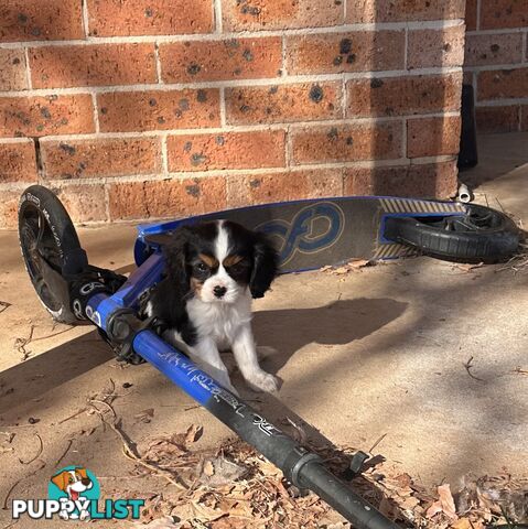 DNA Clear cavalier King Charles saniel